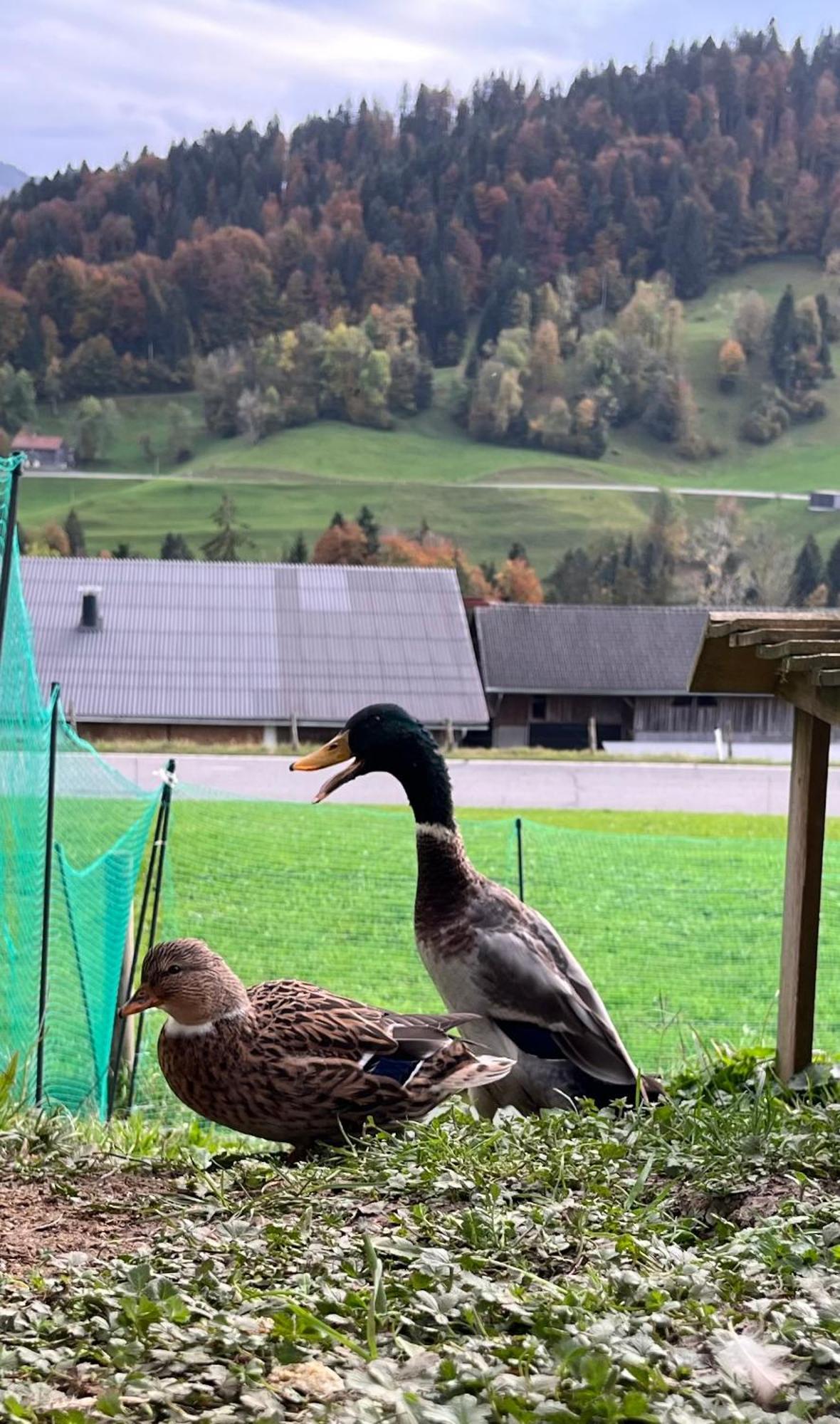 Ferienwohnung Schoenenbuehl Hittisau Buitenkant foto